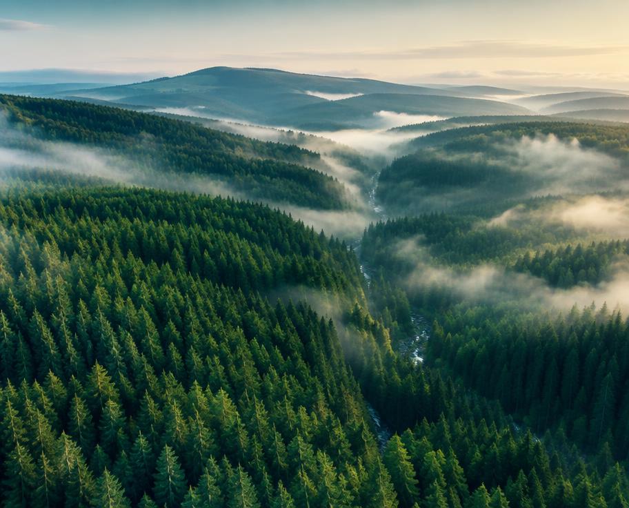 Aerial view of Irish conifer forest in mist